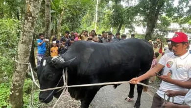 খালেদা জিয়াকে উপহার দিতে ‘কালো মানিক’ নিয়ে ঢাকার