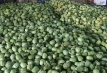 চাঁপাইনবাবগঞ্জের ২০ টাকা কেজির আম ঢাকায় ৮০ টাকা