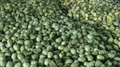 চাঁপাইনবাবগঞ্জের ২০ টাকা কেজির আম ঢাকায় ৮০ টাকা