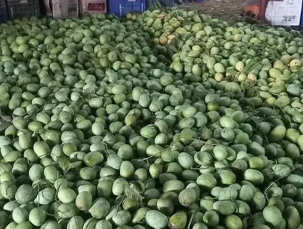 চাঁপাইনবাবগঞ্জের ২০ টাকা কেজির আম ঢাকায় ৮০ টাকা