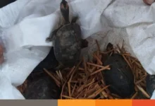 কু‌ষ্টিয়ায় বিলুপ্ত প্রজা‌তির ৬৭‌টি কচ্ছপ উদ্ধার