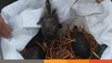 কু‌ষ্টিয়ায় বিলুপ্ত প্রজা‌তির ৬৭‌টি কচ্ছপ উদ্ধার