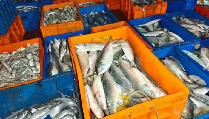 ভারতীয়দের ধরা মাছ বিক্রি করে দিল বাংলাদেশ