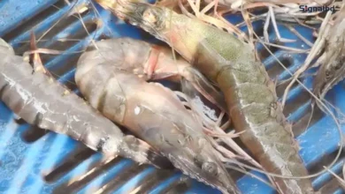 বাগেরহাটে বাগদা চিংড়ি মড়ক: চাষিদের দিশেহারা অবস্থা