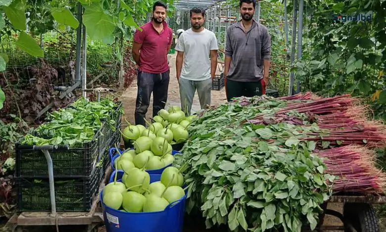 লন্ডনে কৃষিতে প্রবাসী বাংলাদেশিরা: বাণিজ্যিক দেশি সবজি চাষ