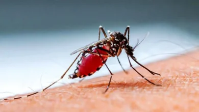 ডেঙ্গুতে আরও একজনের মৃত্যু, হাসপাতালে ভর্তি ৪৬৬ জন
