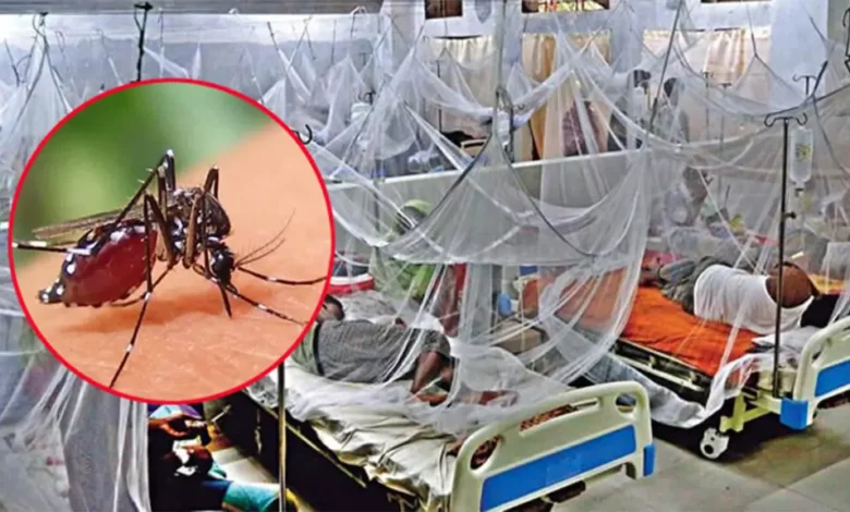 ২৪ ঘণ্টায় ডেঙ্গুতে ৩ জনের মৃত্যু, হাসপাতালে ভর্তি আরও ৩২৫