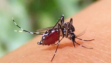 ডেঙ্গুতে আরও একজনের মৃত্যু, ২৪ ঘণ্টায় হাসপাতালে ভর্তি ৪৩৪ জন