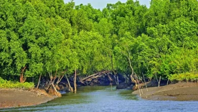 সুন্দরবনে ঘুরতে গিয়ে নিখোঁজ পর্যটক