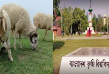 বিশ্ববিদ্যালয় থেকে গবেষণার ১৪ ভেড়া চুরি, ভারাক্রান্ত গবেষক