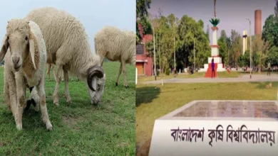 বিশ্ববিদ্যালয় থেকে গবেষণার ১৪ ভেড়া চুরি, ভারাক্রান্ত গবেষক