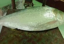 আড়াই কেজি ওজনের ইলিশ বিক্রি হলো প্রায় ৯ হাজার টাকায়