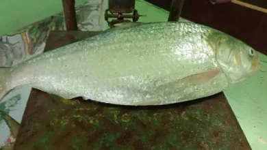 আড়াই কেজি ওজনের ইলিশ বিক্রি হলো প্রায় ৯ হাজার টাকায়