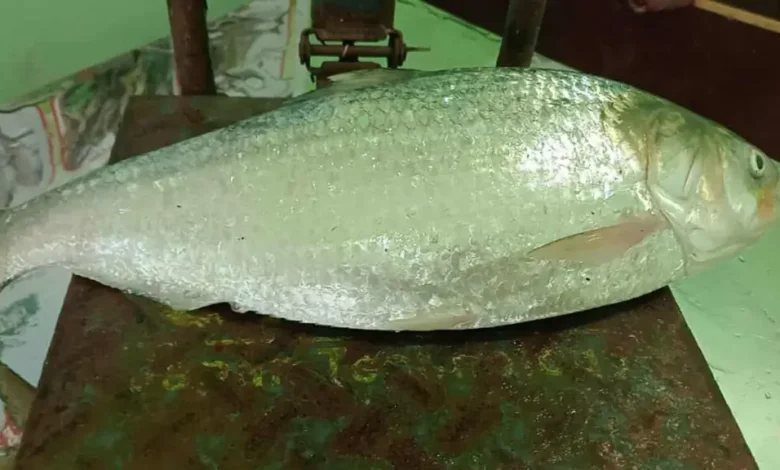 আড়াই কেজি ওজনের ইলিশ বিক্রি হলো প্রায় ৯ হাজার টাকায়