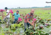 শাপলার রঙে রঙিন: পর্যটকে মুখরিত ত্রিশালের চেচুয়া–গলহর বিল