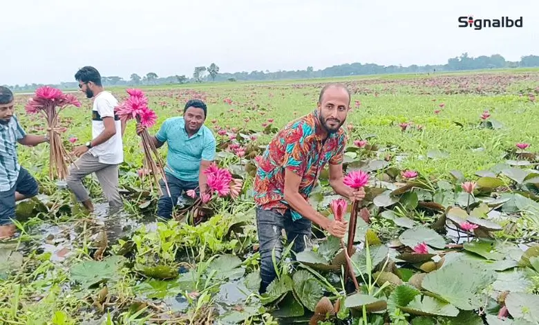 শাপলার রঙে রঙিন: পর্যটকে মুখরিত ত্রিশালের চেচুয়া–গলহর বিল