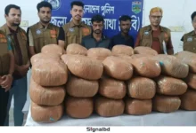 নাটোরে বাস-ট্রাক তল্লাশি: বিপুল পরিমাণ গাঁজা জব্দ