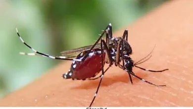 অক্টোবরের আগেই ডেঙ্গু পরিস্থিতি ভয়ংকর পর্যায়ে