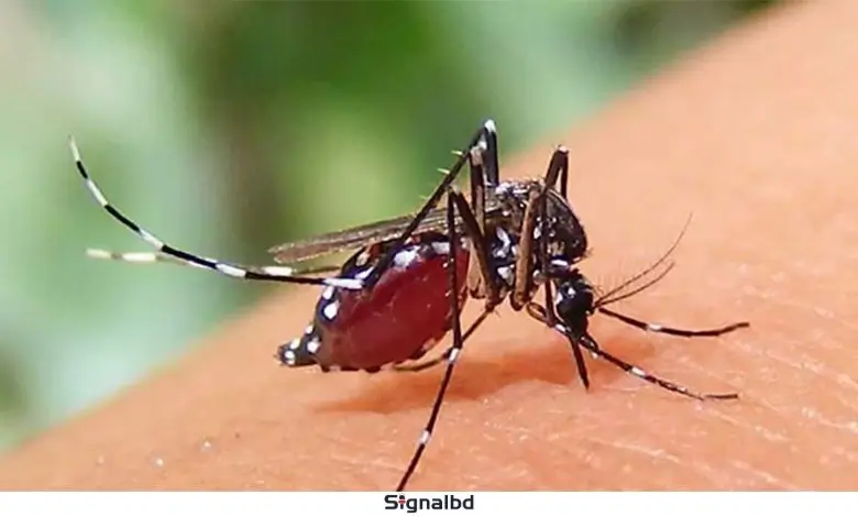 অক্টোবরের আগেই ডেঙ্গু পরিস্থিতি ভয়ংকর পর্যায়ে