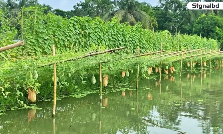 ফকিরহাটে মাছের ঘেরের ওপরে ঝুলছে রঙিন তরমুজ