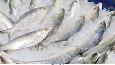 ভারতে ১২০০ টন ইলিশ রফতানি: ১২ দিনে গেল মাত্র ১৩৬ টন, সময় নিয়ে শঙ্কা