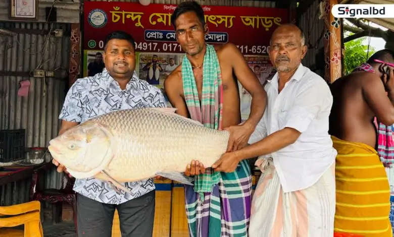 পদ্মার এক কাতল মাছ বিক্রি হলো ৪৪ হাজার টাকায়