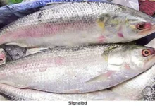 ভারতে গেল ৩৭.৪৬ মেট্রিক টন ইলিশের প্রথম চালান