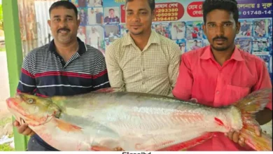 দৌলতদিয়ায় পদ্মার ঢাই মাছ বিক্রি হলো ৪৬ হাজার টাকায়