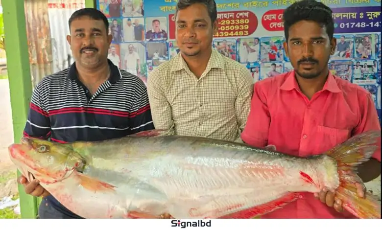 দৌলতদিয়ায় পদ্মার ঢাই মাছ বিক্রি হলো ৪৬ হাজার টাকায়