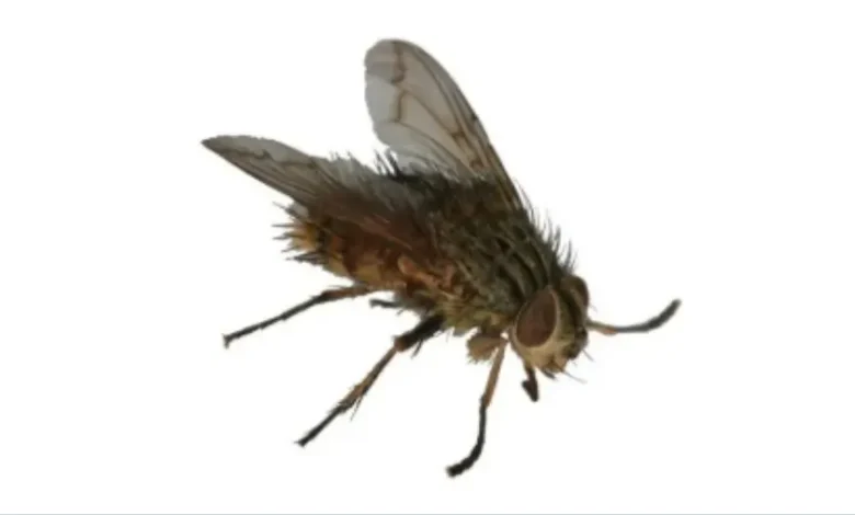 আল্লাহর পরিবর্তে যাদেরকে ডাক তারা একটি মাছিও সৃষ্টি করতে পারে না: সূরা আল-হজ্জ (৭৩)