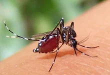 ডেঙ্গুতে আরও একজনের মৃত্যু, হাসপাতালে ভর্তি ৬৬৪