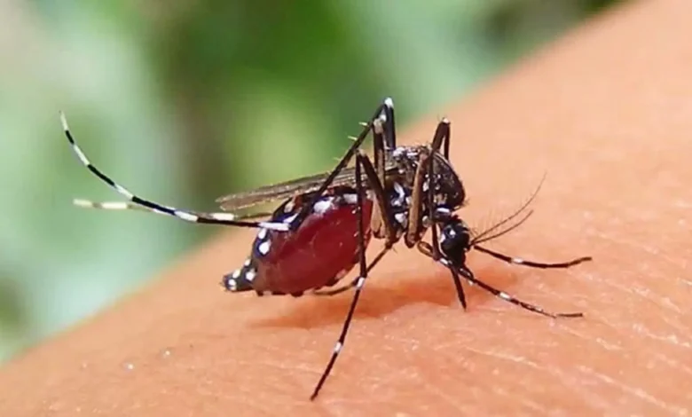 ডেঙ্গুতে আরও একজনের মৃত্যু, হাসপাতালে ভর্তি ৬৬৪