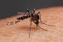 ডেঙ্গুতে একদিনে ৬ জনের মৃত্যু