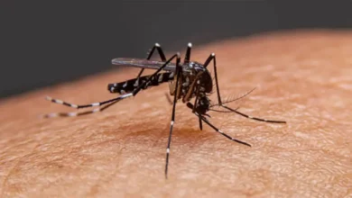 ডেঙ্গুতে একদিনে ৬ জনের মৃত্যু