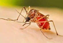 ডেঙ্গুতে ২৪ ঘণ্টায় তিন মৃত্যু, হাসপাতালে ভর্তি ৭০০