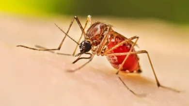 ডেঙ্গুতে ২৪ ঘণ্টায় তিন মৃত্যু, হাসপাতালে ভর্তি ৭০০