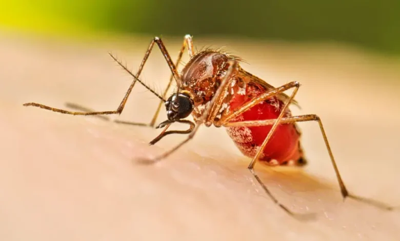 ডেঙ্গুতে ২৪ ঘণ্টায় তিন মৃত্যু, হাসপাতালে ভর্তি ৭০০