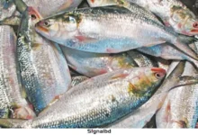 আজ মধ্যরাত থেকে ইলিশ মাছ ধরা ফের শুরু