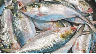 আজ মধ্যরাত থেকে ইলিশ মাছ ধরা ফের শুরু