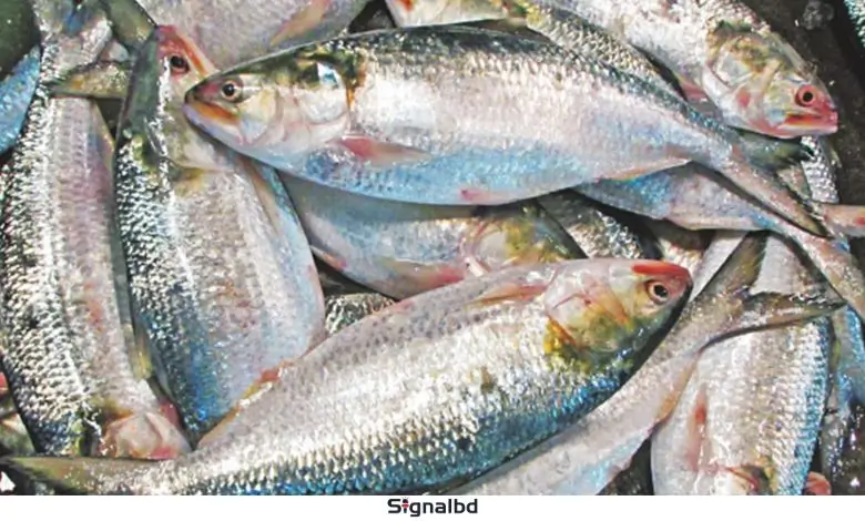 আজ মধ্যরাত থেকে ইলিশ মাছ ধরা ফের শুরু