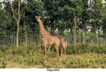 সাফারি পার্কে এক যুগে ১২ জিরাফের মৃত্যুতে শোকের ছায়া