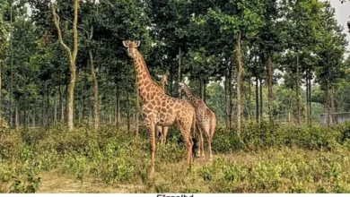 সাফারি পার্কে এক যুগে ১২ জিরাফের মৃত্যুতে শোকের ছায়া