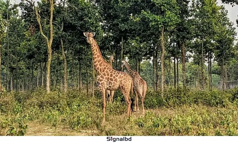 সাফারি পার্কে এক যুগে ১২ জিরাফের মৃত্যুতে শোকের ছায়া