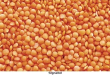 মসুর ডালের দাম বেড়ে কেজিতে ২০ টাকা