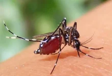 ২৪ ঘণ্টায় ডেঙ্গুতে আরও ৯ জনের মৃত্যু