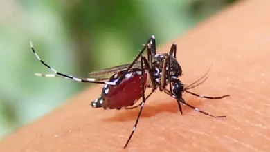 ২৪ ঘণ্টায় ডেঙ্গুতে আরও ৯ জনের মৃত্যু