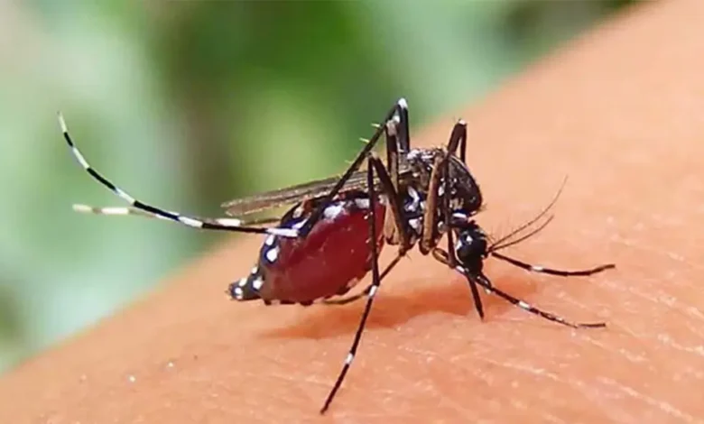 ২৪ ঘণ্টায় ডেঙ্গুতে আরও ৯ জনের মৃত্যু