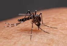 ডেঙ্গু কেড়ে নিলো আরও এক প্রাণ, শনাক্ত ৬১৯