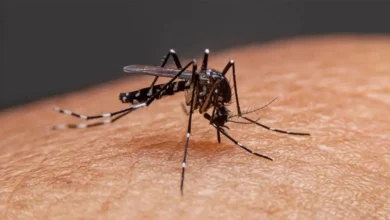 ডেঙ্গু কেড়ে নিলো আরও এক প্রাণ, শনাক্ত ৬১৯