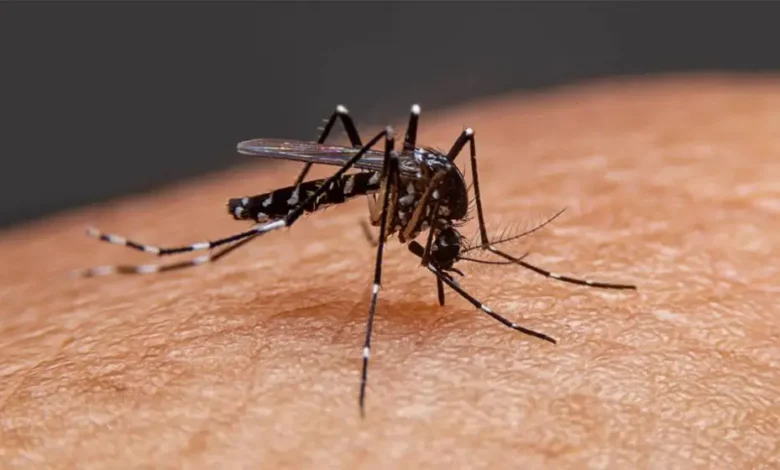 ডেঙ্গু কেড়ে নিলো আরও এক প্রাণ, শনাক্ত ৬১৯
